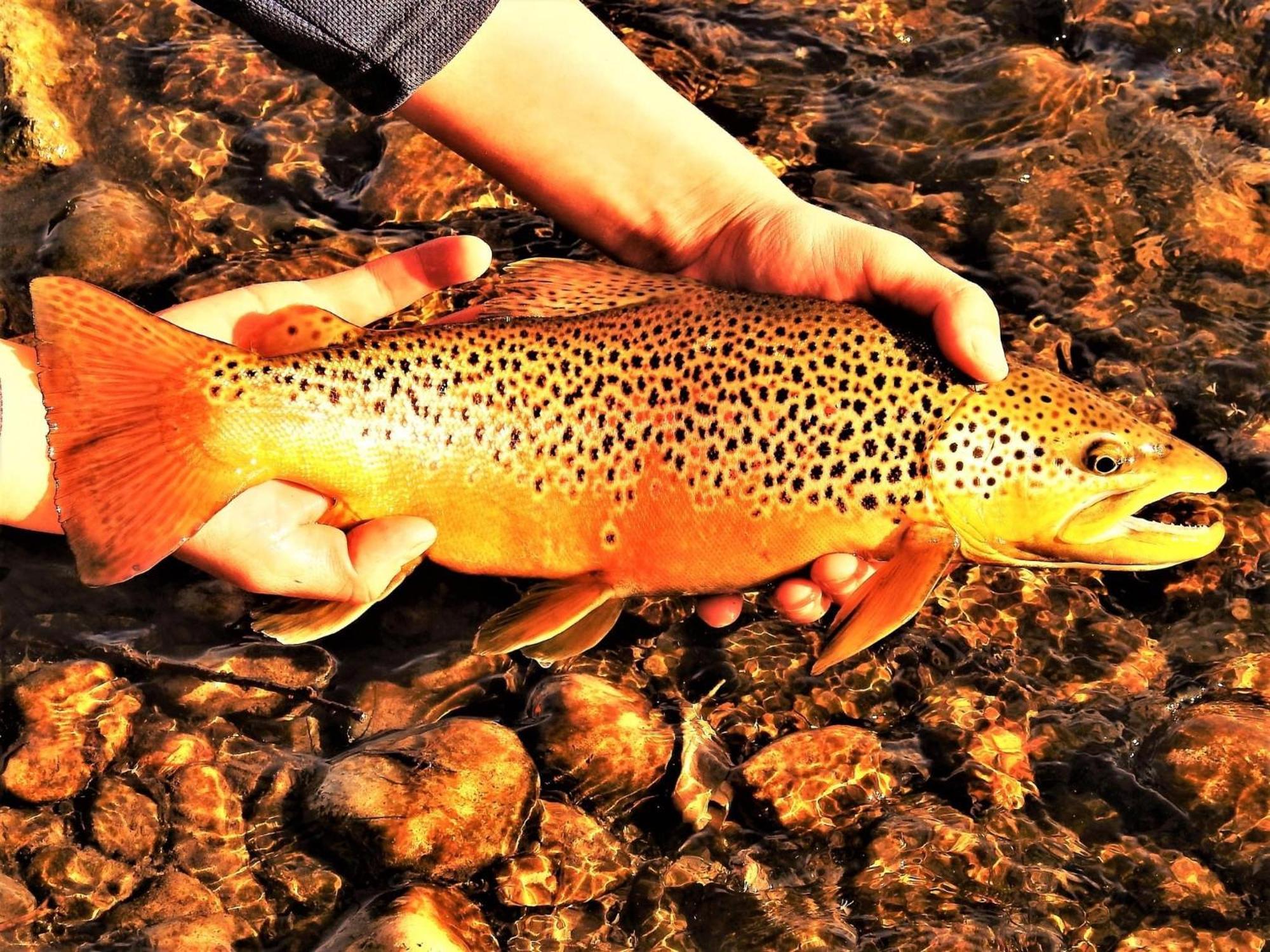 Let'S Go ! Fisherman, Families, Pools One Minute From Your Door, Comfort, Location Perfect, Amenity-Rich, Pup Friendly, Discover An Exceptional Wyoming Stay, Thermopolis River Walk Home At Hot Springs State Park, 'Where Families And Fisherman Stay' ภายนอก รูปภาพ